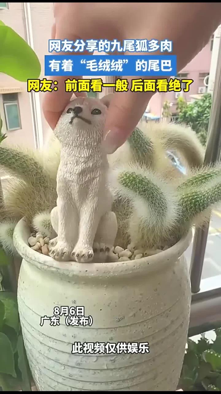 网友分享的九尾狐多肉,有着“毛绒绒”的尾巴,网友:前面看一般 后面看绝了