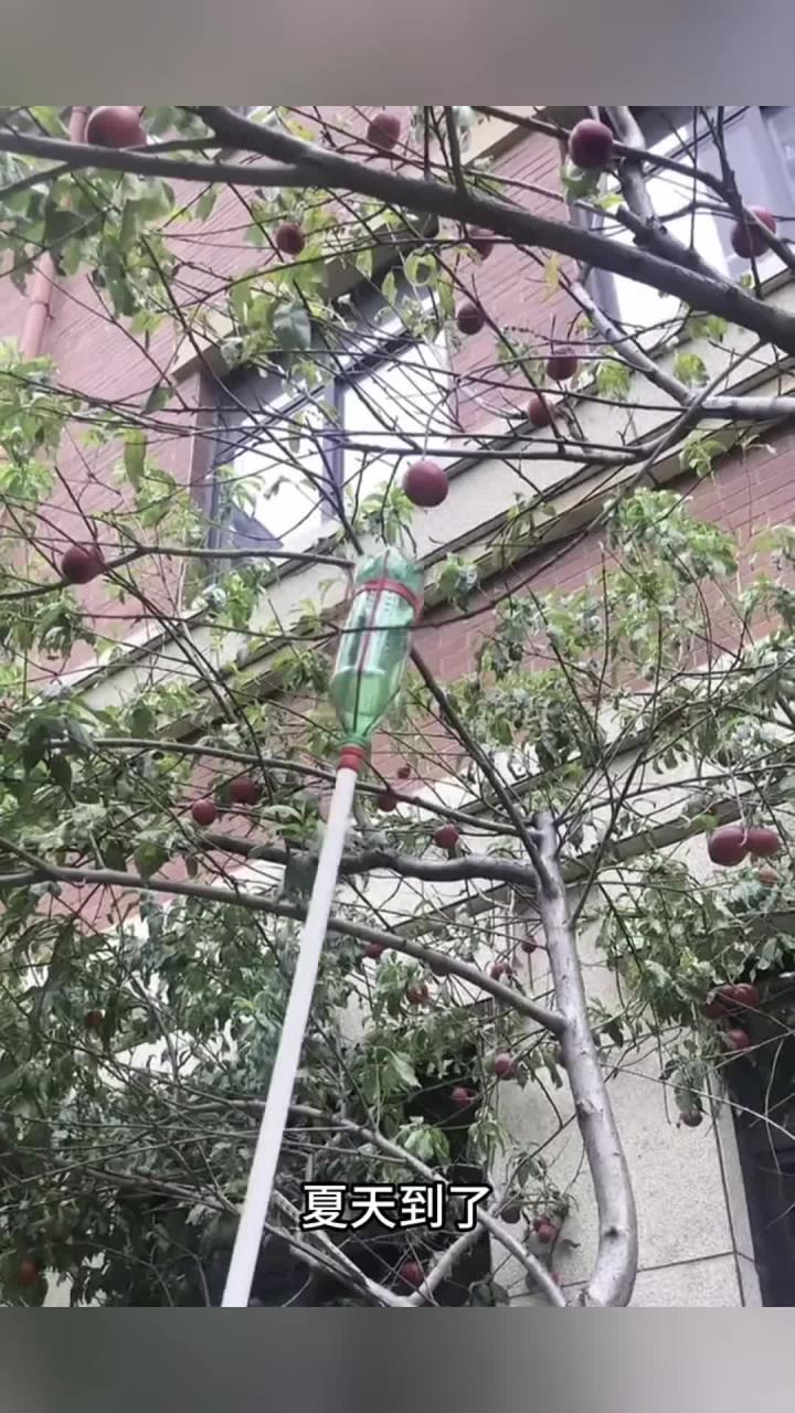 学会制作这个摘果子神器,就再也不怕没果子吃了