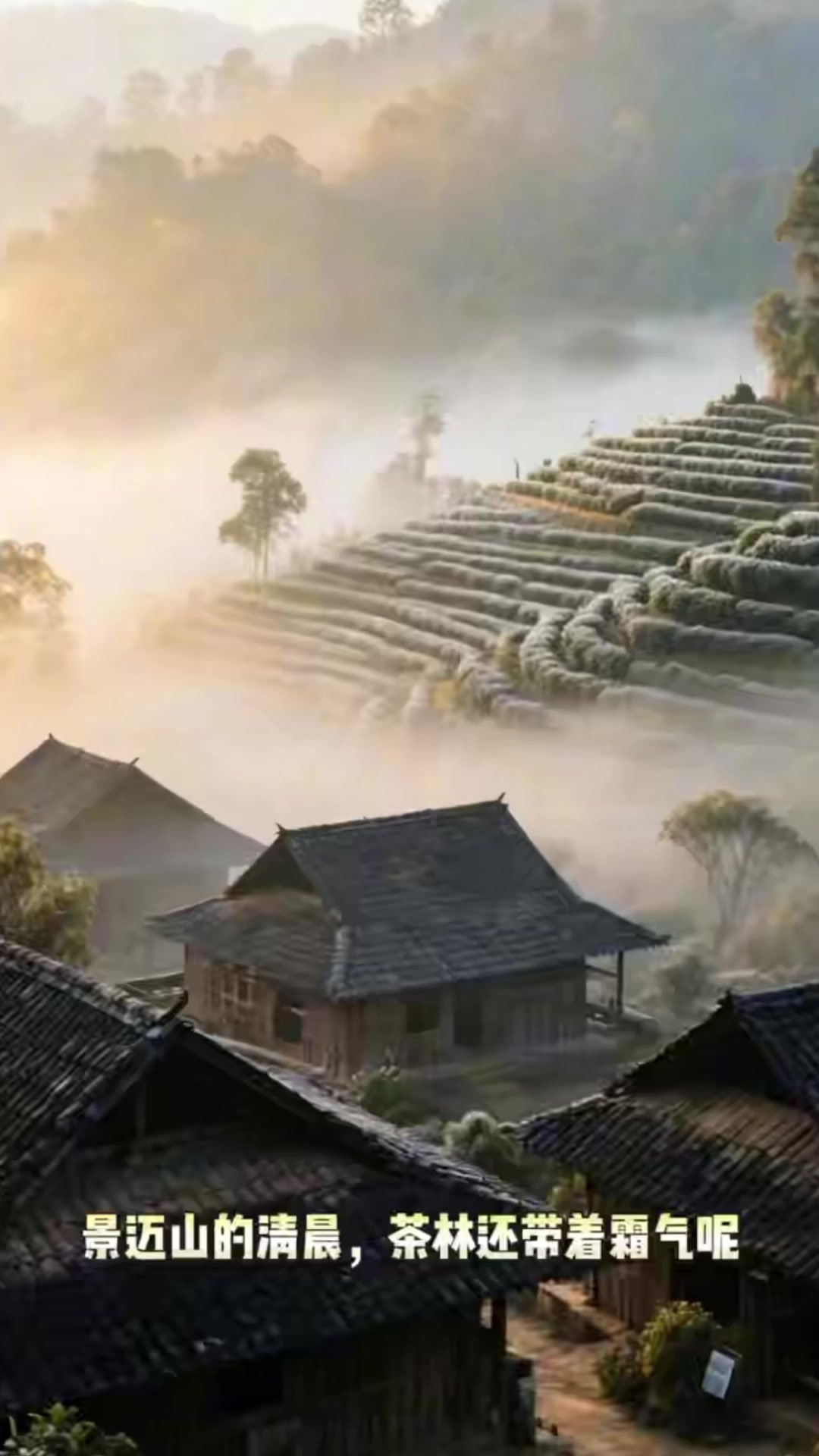 普洱千年古寨烤茶记｜围着火塘听百岁老人讲述茶马往事