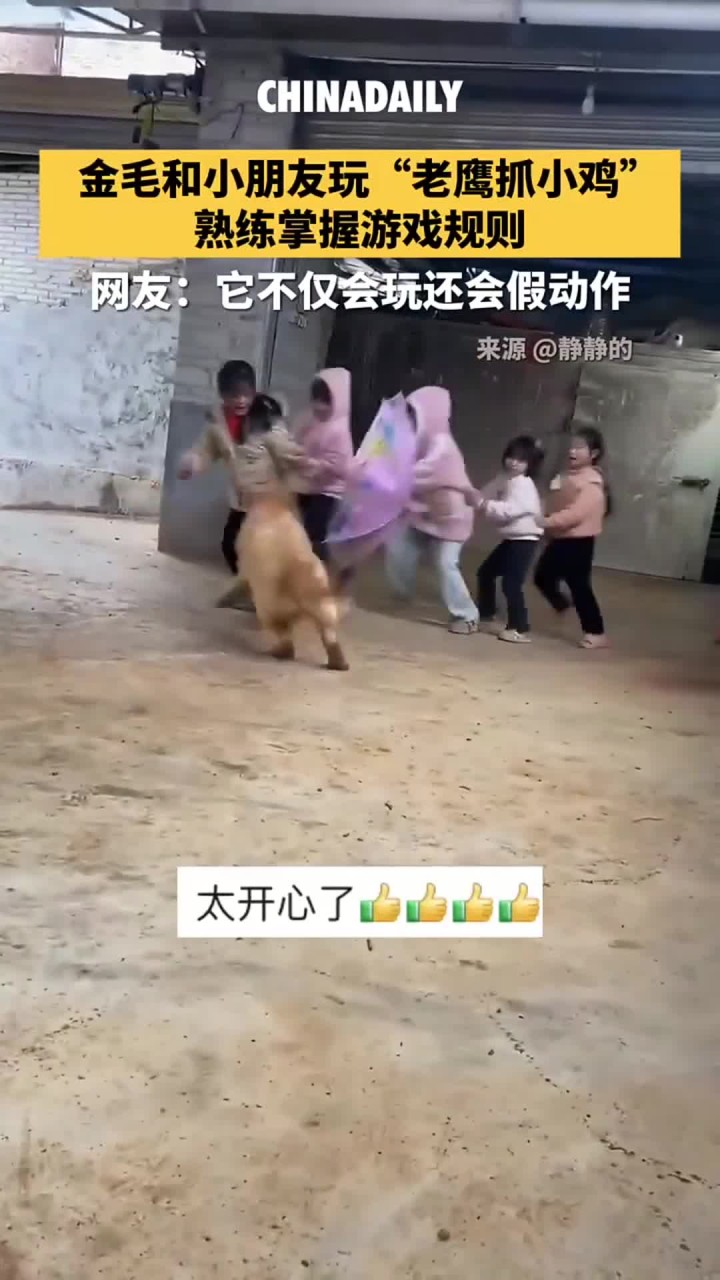 金毛和小朋友玩“老鹰抓小鸡“,熟练掌握游戏规则:追跑时灵活变向使假动作,趁“小鸡