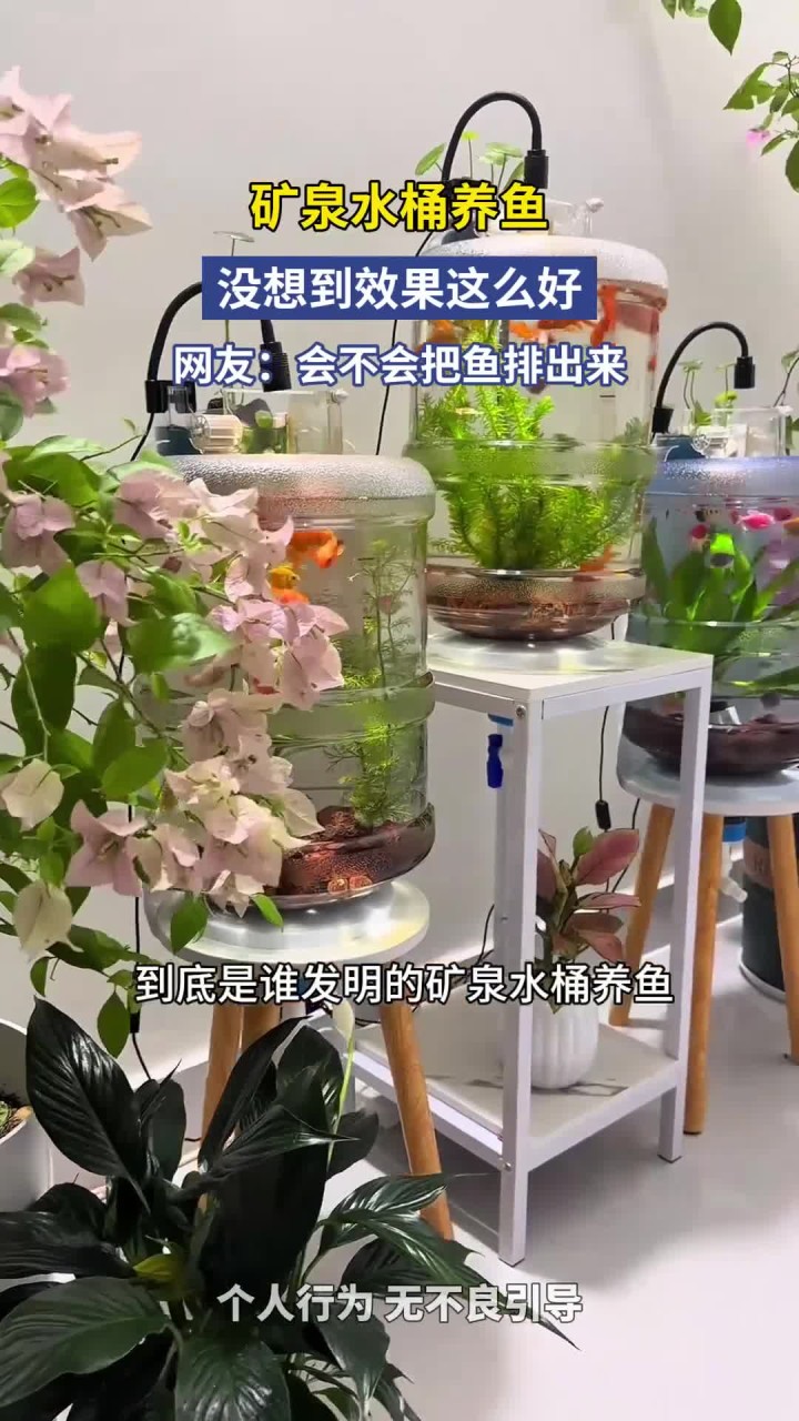 矿泉水桶养鱼,没想到效果这么好