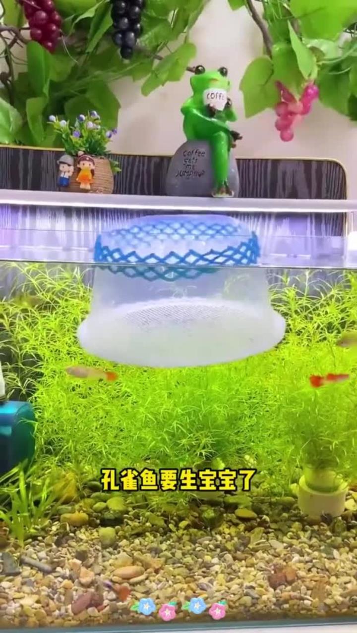 自制小鱼孵化桶