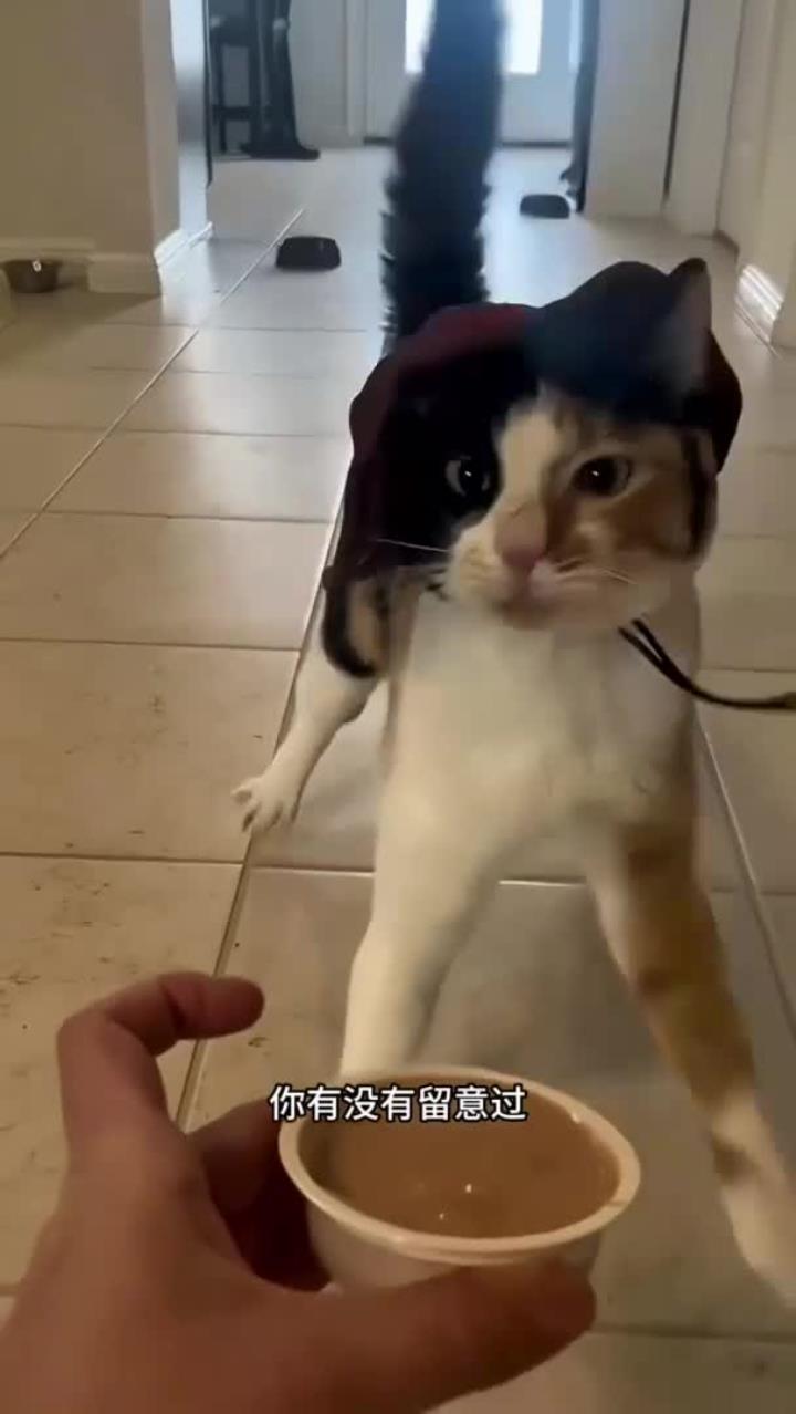 为什么有些猫咪走路和吃东西都是摇摇晃晃