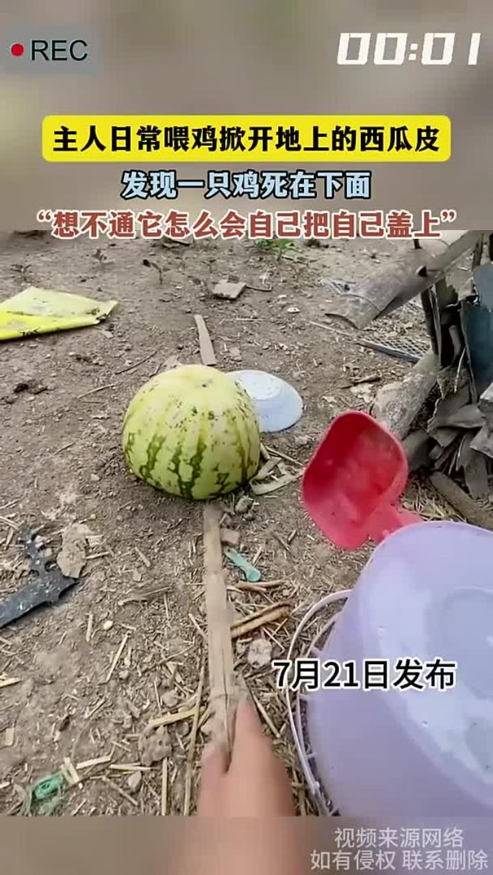 主人日常喂鸡掀开地上的西瓜皮,发现一只鸡死在下面