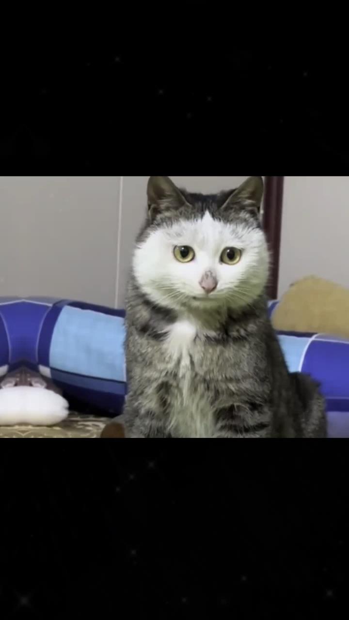 这些猫咪品种大全,你认识多少只?