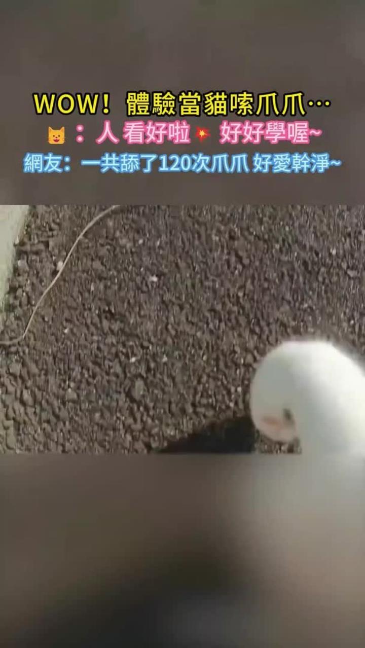 WOW猫咪嗦爪爪120次!原来洁癖这么可爱!