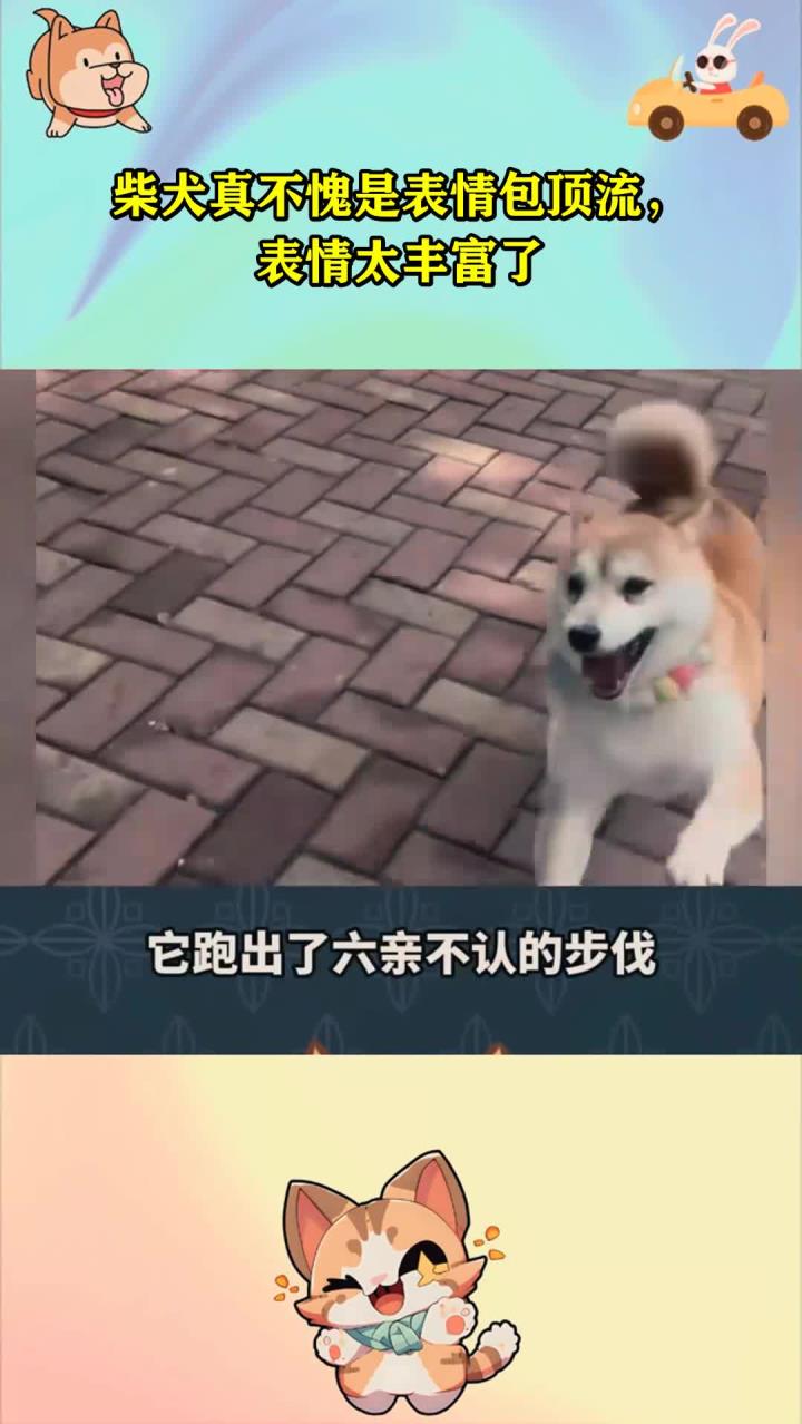 柴犬真不愧是表情包顶流，表情太丰富了