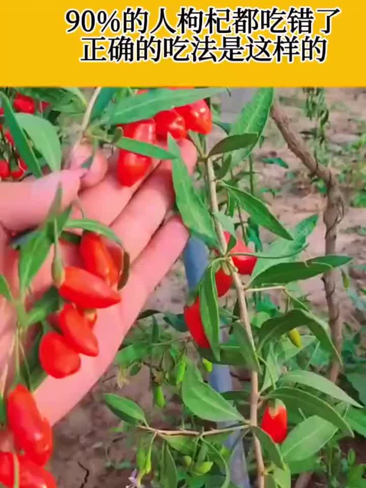枸杞这样吃,效果才最好!