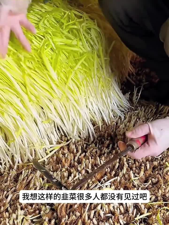 人力切割黄色的韭菜