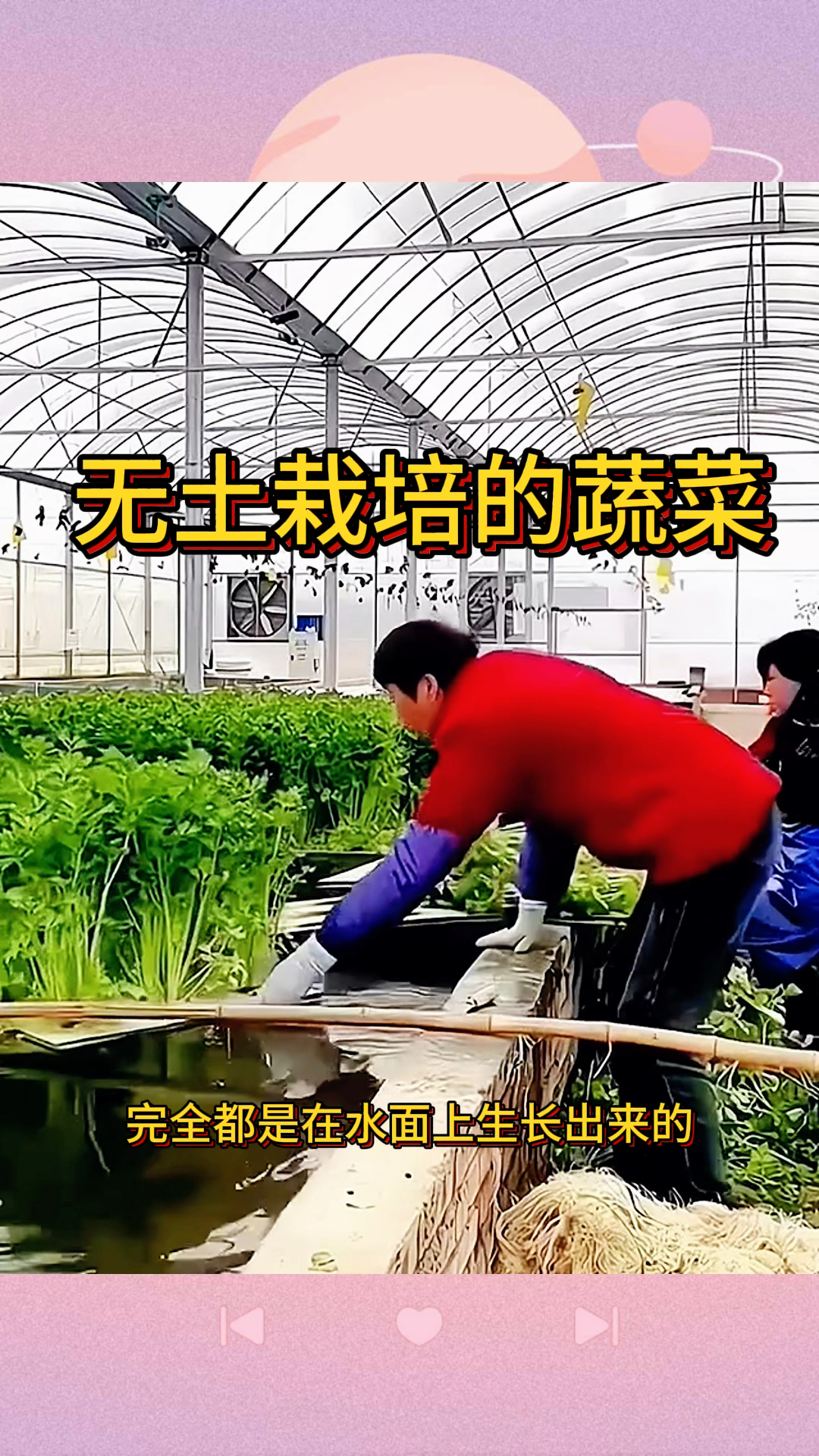 无土栽培的蔬菜,长的太新鲜了