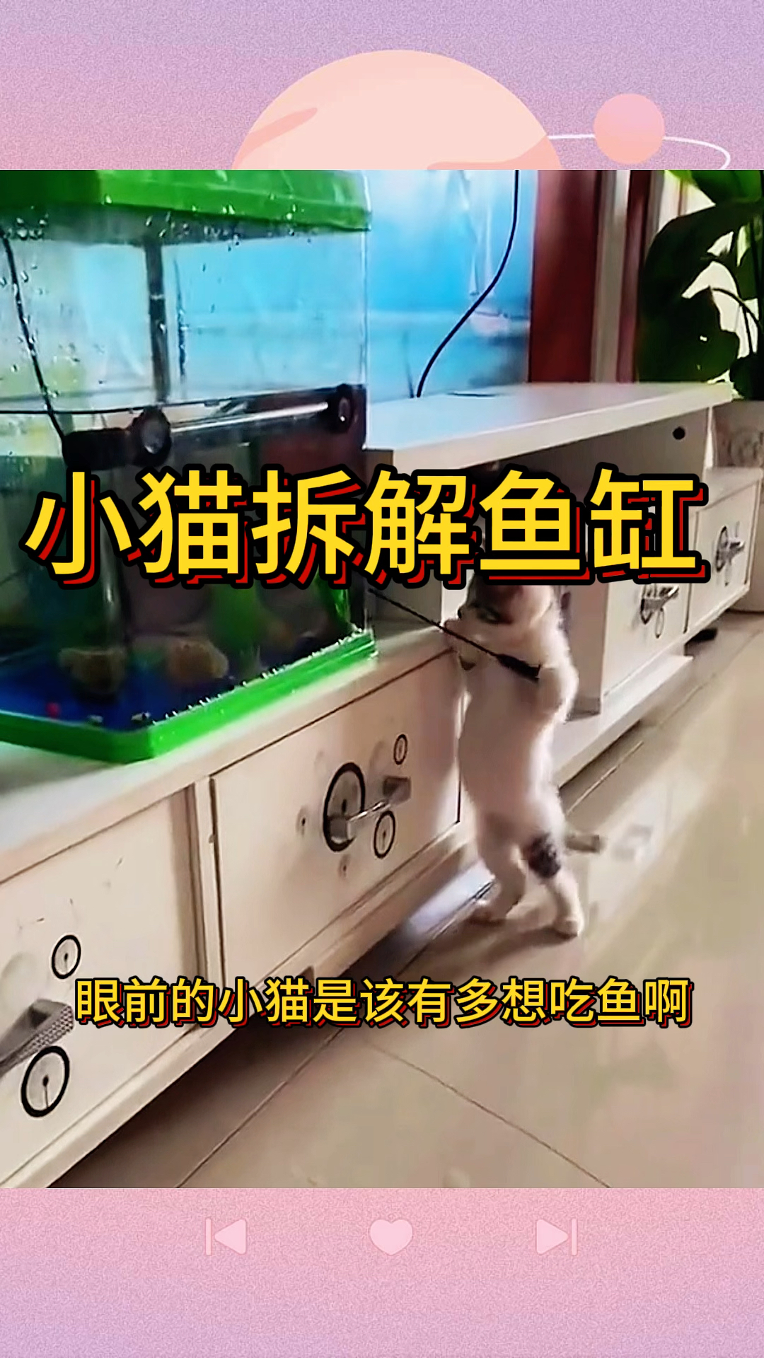 小猫拆解鱼缸,拆的也是有模有样的