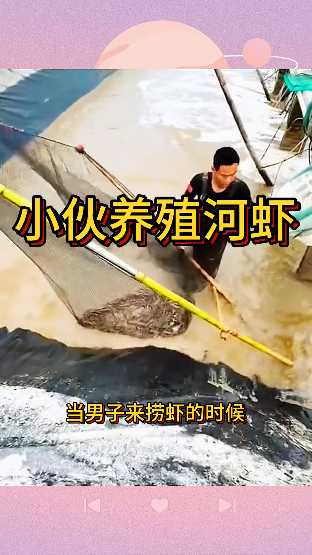 小伙养殖河虾,今年又是一个大丰收