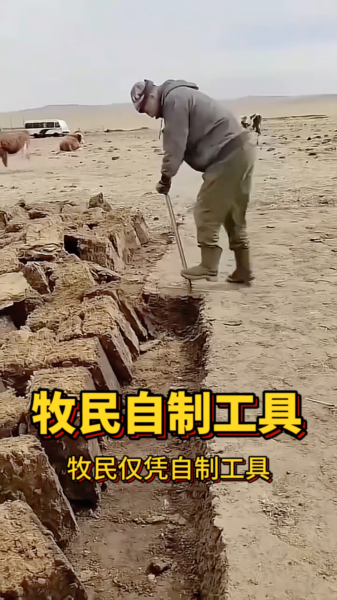 牧民自制工具,在铲牛粪的时候太效率了