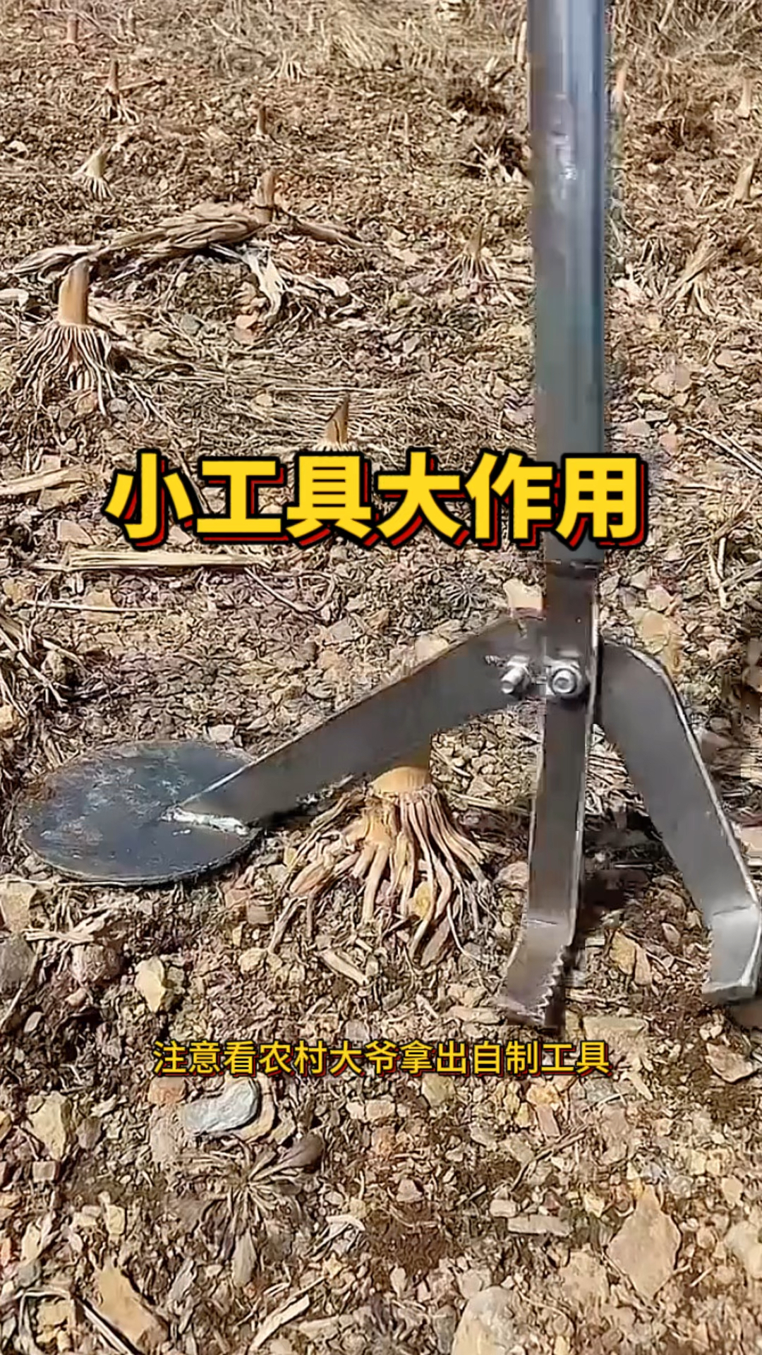 小工具大作用，轻松擦掉玉米根！