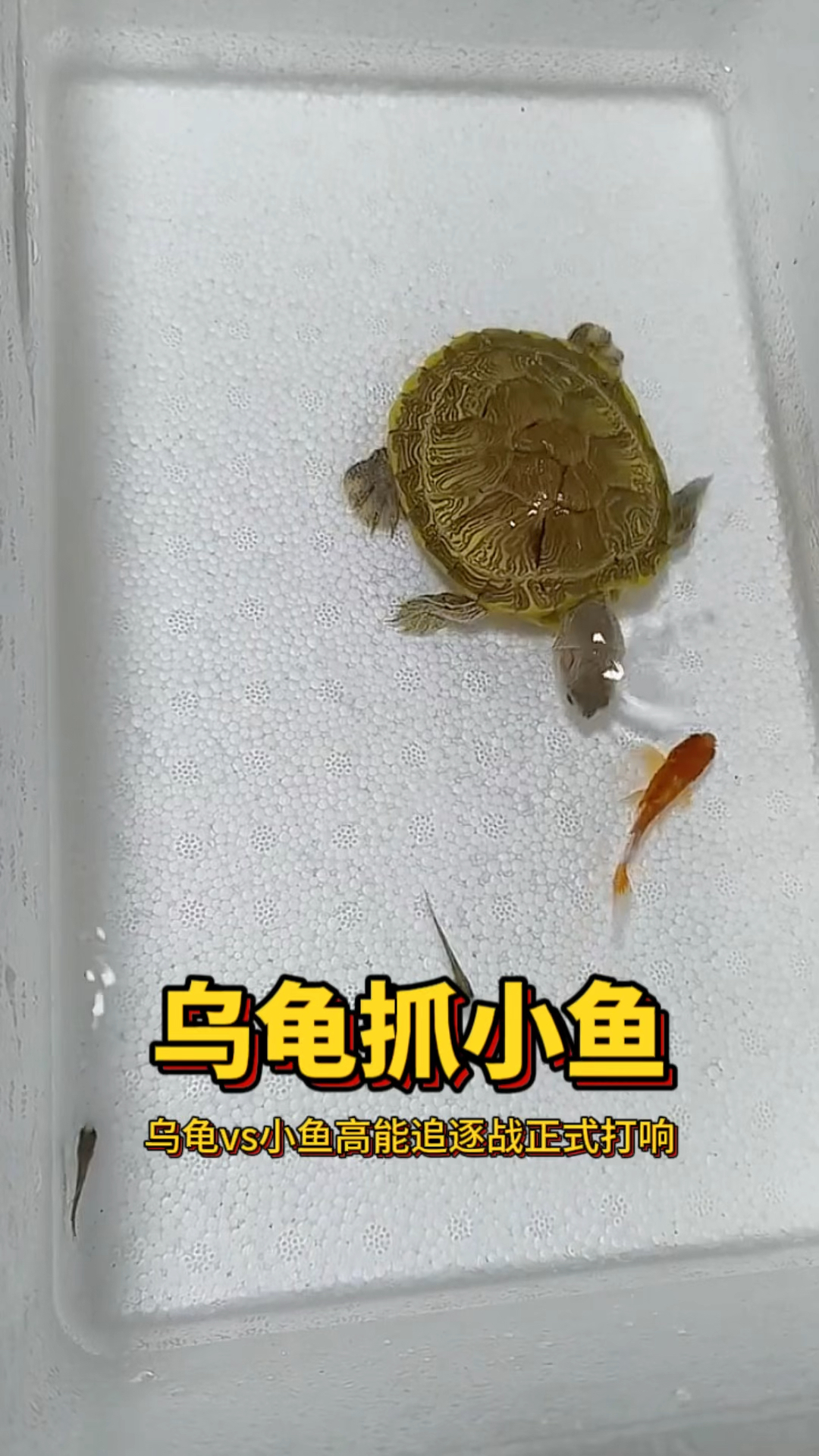 乌龟抓小鱼，太有趣了！