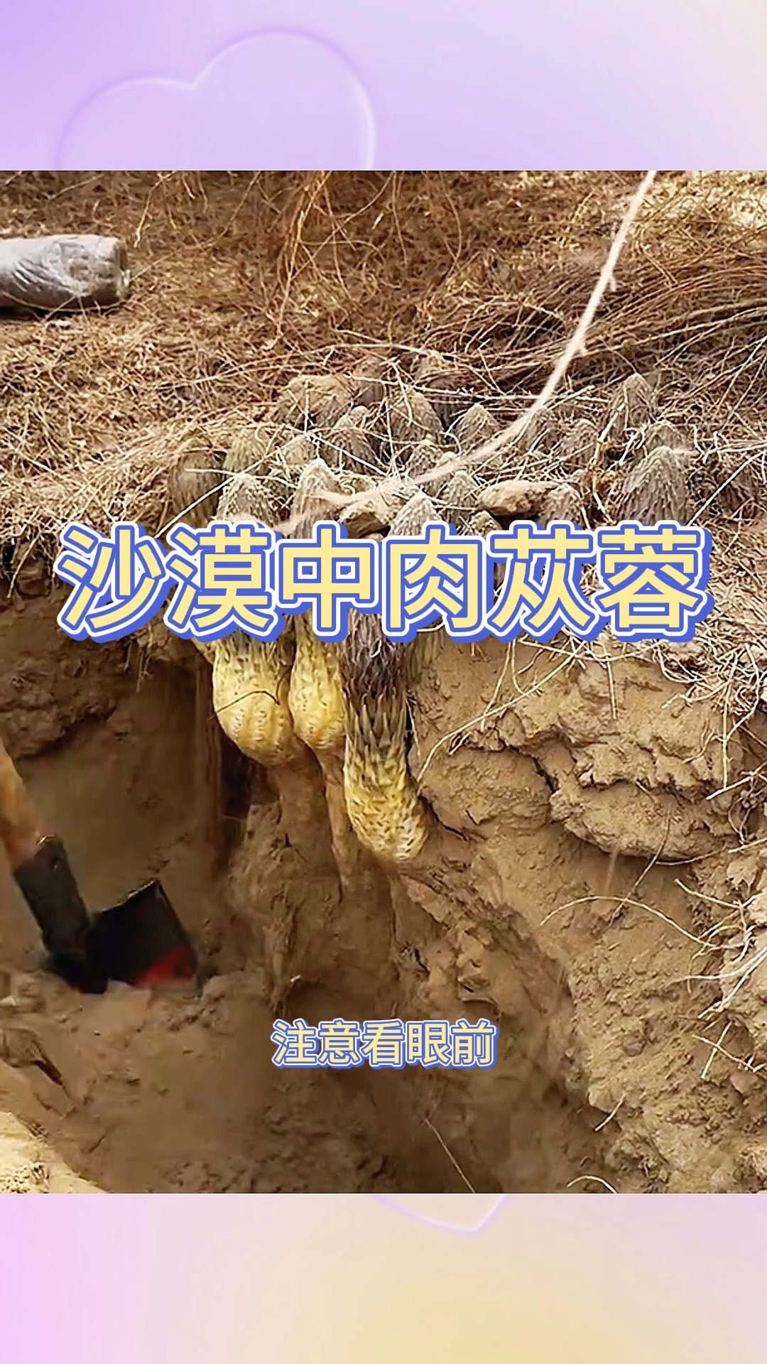 沙漠中的肉苁蓉,吃了这个到底有什么好处呢?