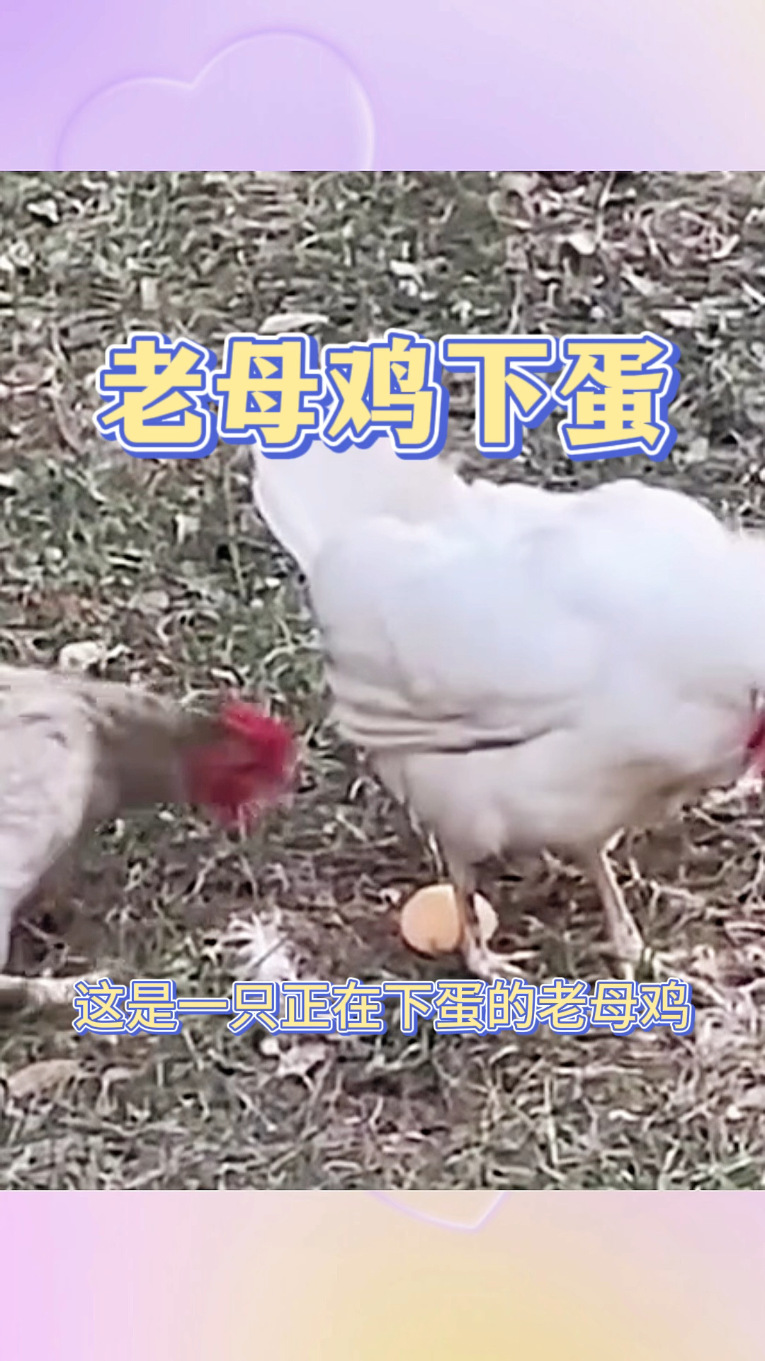 老母鸡下蛋,居然是自产自销