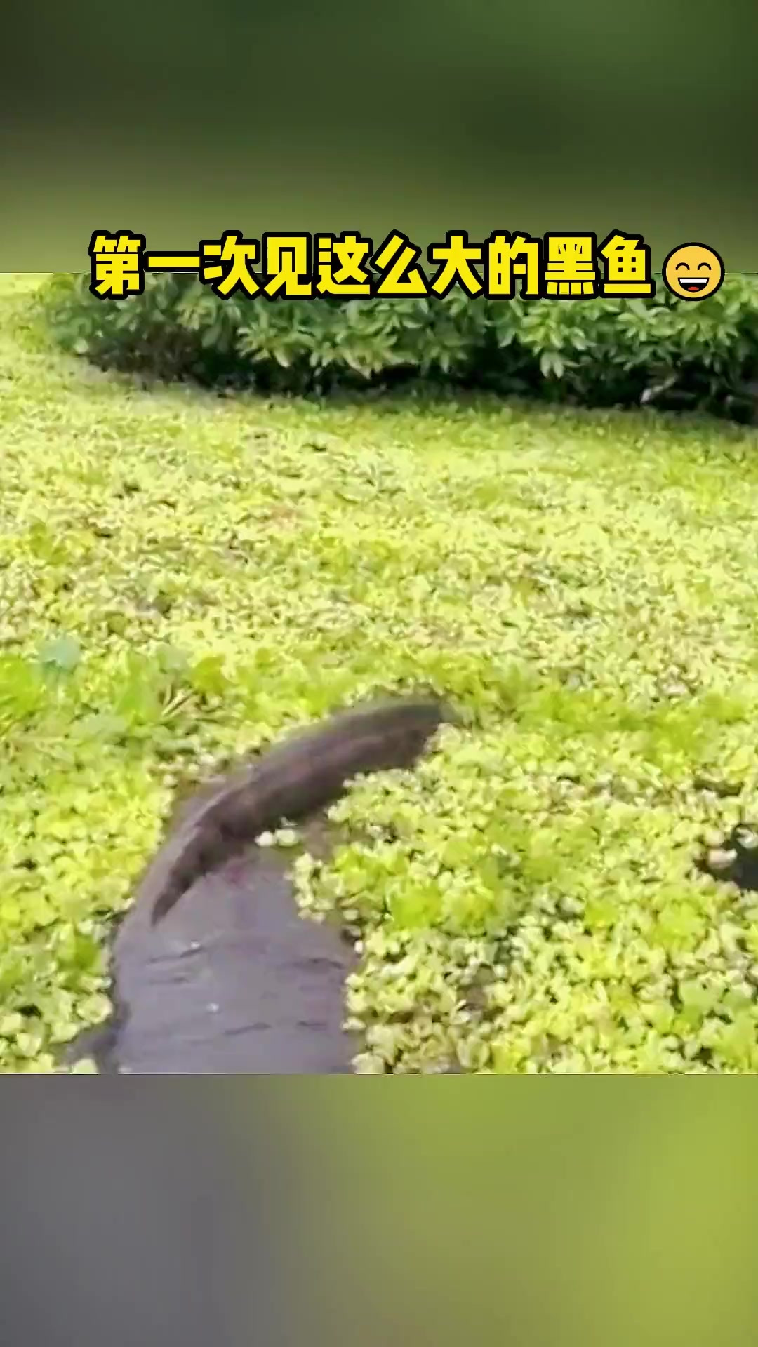 这么大的黑鱼真是第一次见啊