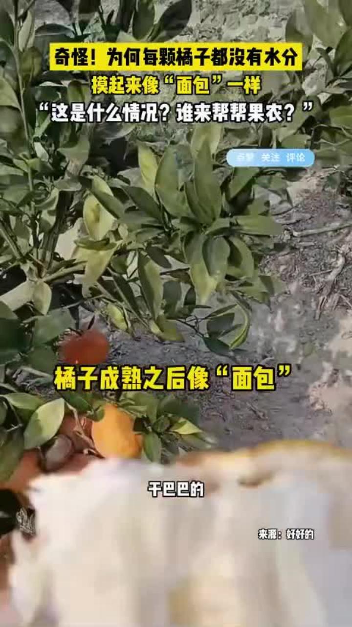 奇怪!为何每颗橘子都没有水分,像面包一样干巴巴