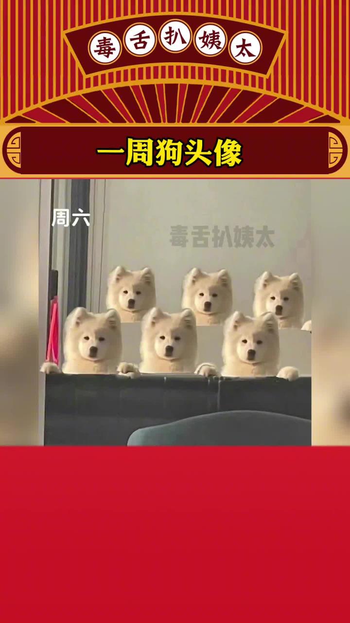 每天你都是不一样的新狗！