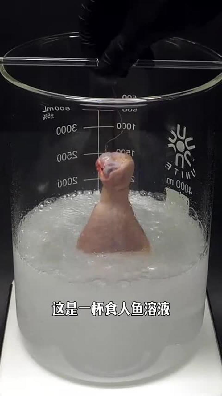 能把鸡腿溶到骨头都不剩，可怕的食人鱼溶液，是如何制作的？