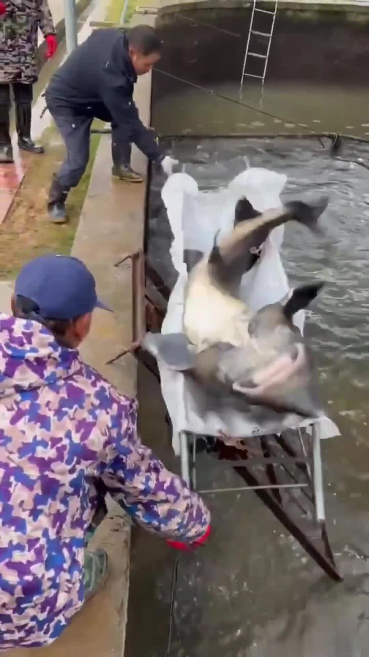 鲟龙鱼取鱼籽做鱼子酱，如同医生做手术一般，按克计算的黑黄金