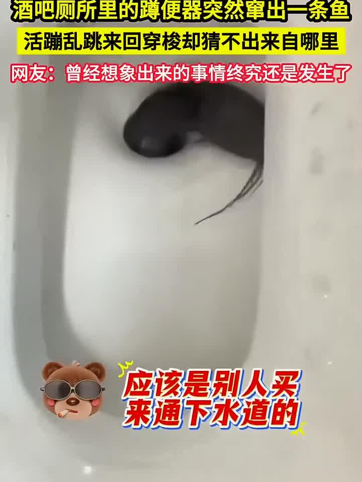 活久见!酒吧厕所鱼从蹲便器窜出,网友:想象成真了