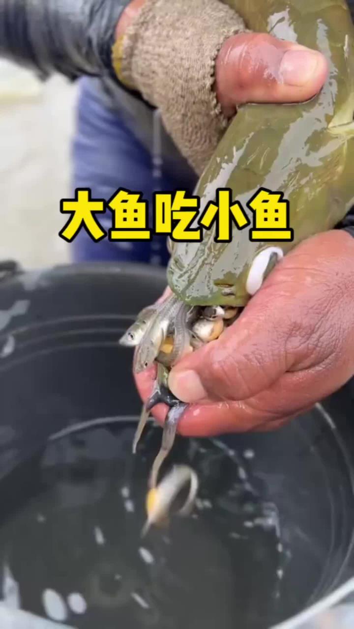 大鱼吃小鱼原来是真的