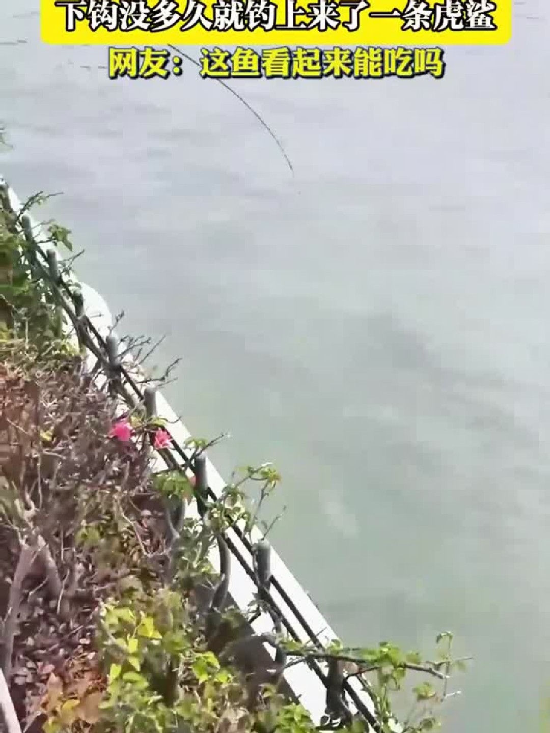 夏日外出大爷海边钓鱼，下钩没多久就钓上来了一条虎鲨，网友：这鱼看起来能吃吗