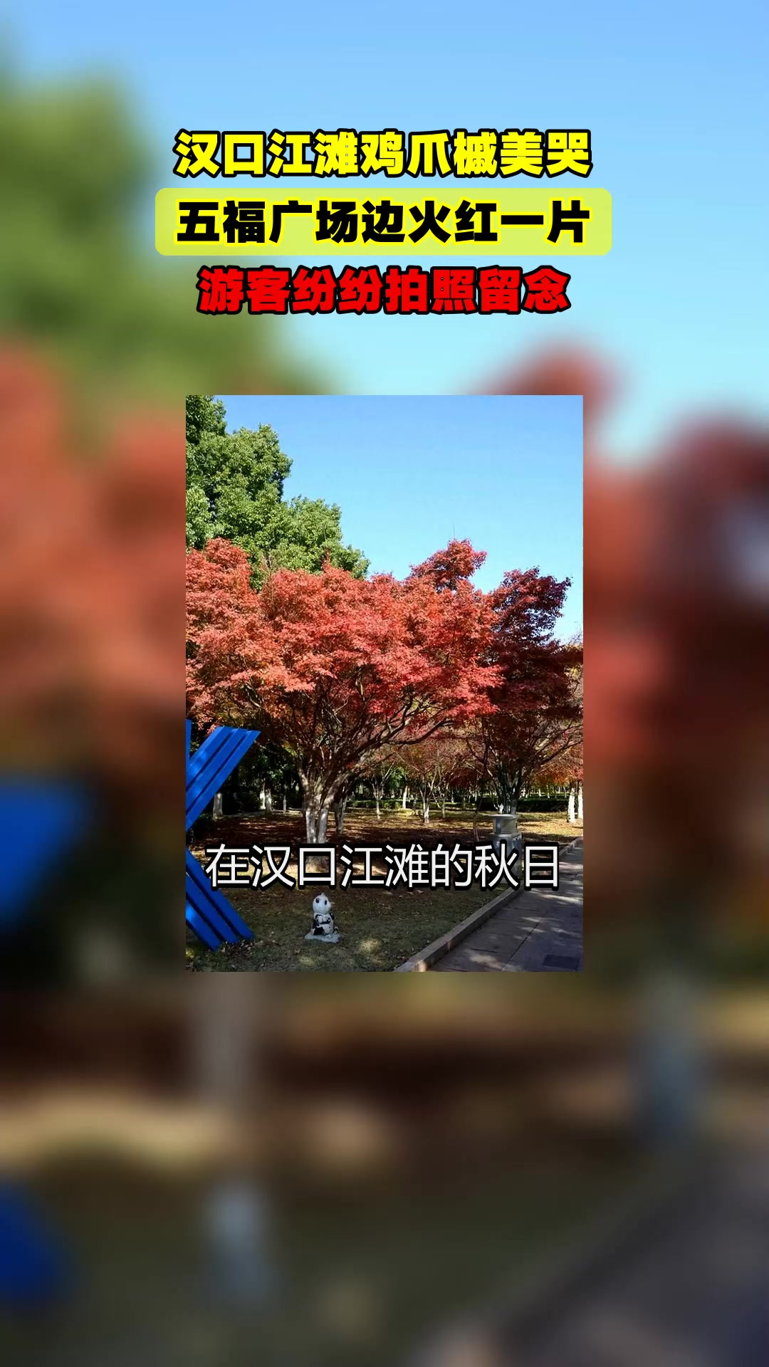 汉口江滩鸡爪槭美哭,五福广场边火红一片,游客纷纷拍照留念