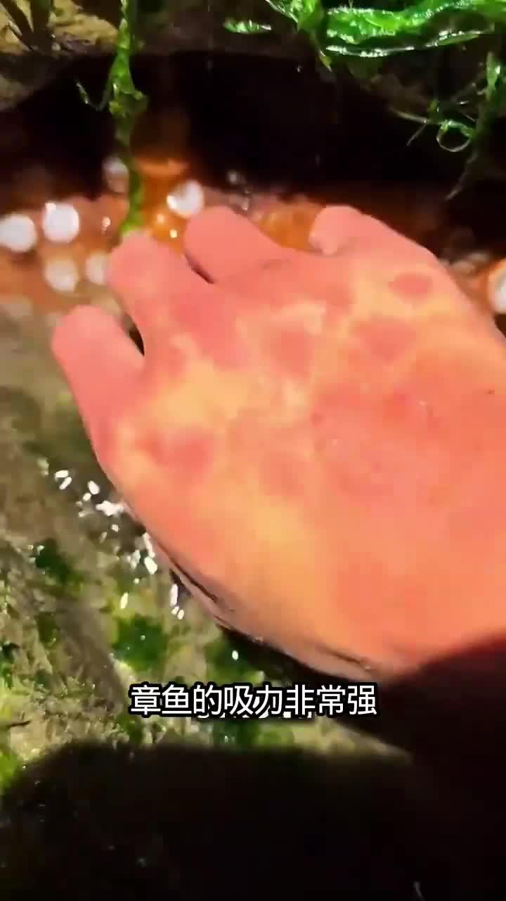 章鱼吸盘竟有这么强的吸力吗