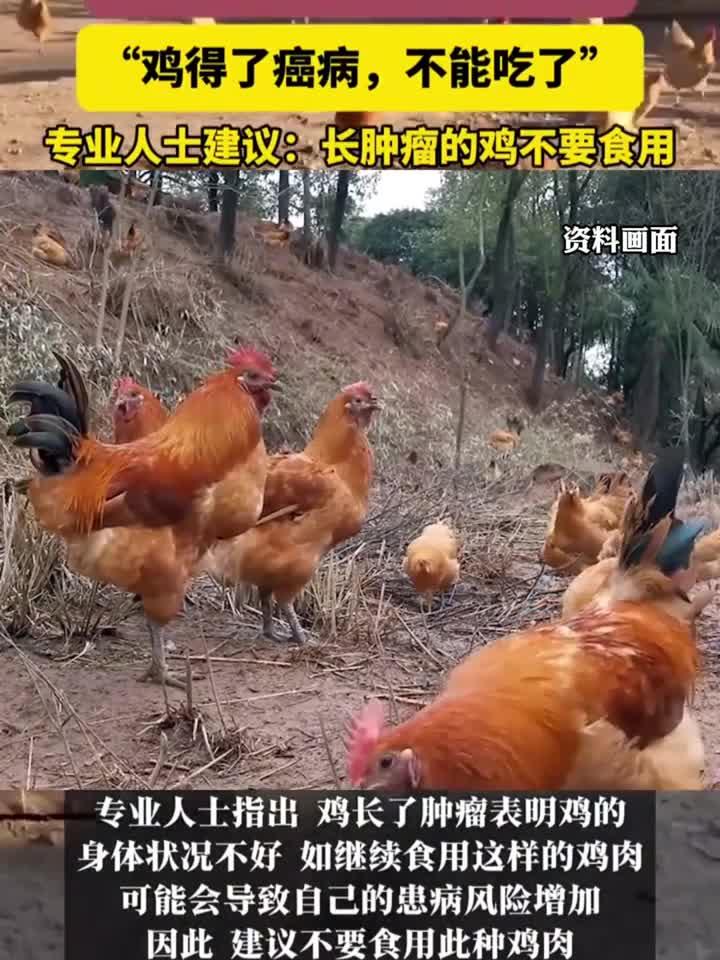 奶奶杀鸡发现鸡长肿瘤,专业提醒:这种鸡千万别吃!
