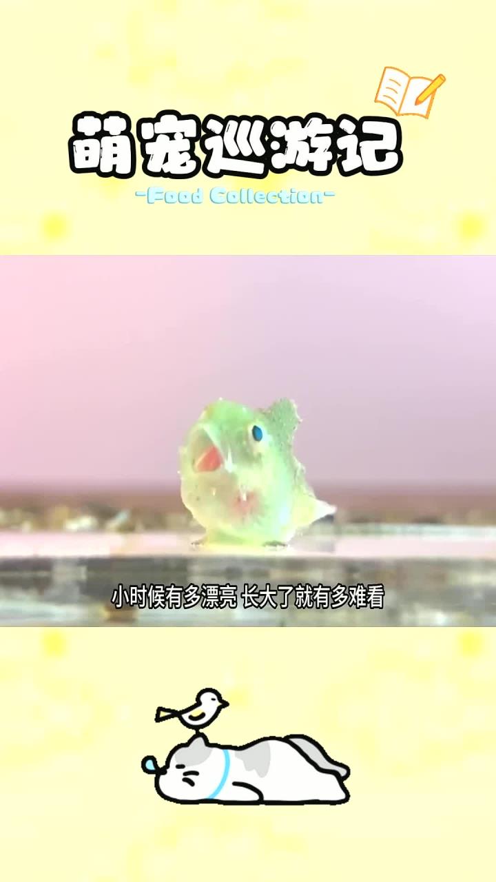 有波妞之称的太平洋真圆鳍鱼小时候有多可爱?长大了却越长越丑