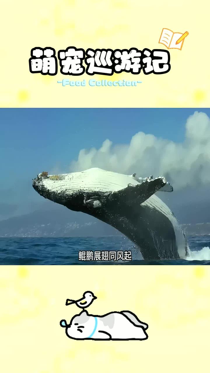 座头鲸为什么喜欢跃出水面?每天就干3件事,吃饭睡觉打虎鲸