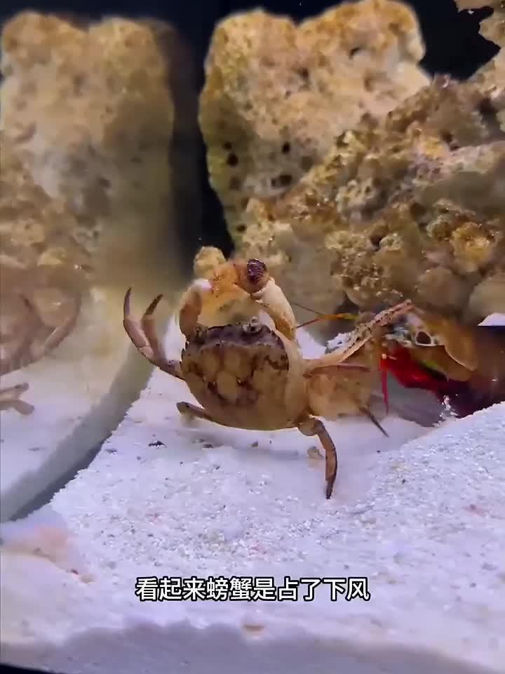 雀尾螳螂虾攻击螃蟹 难得一见
