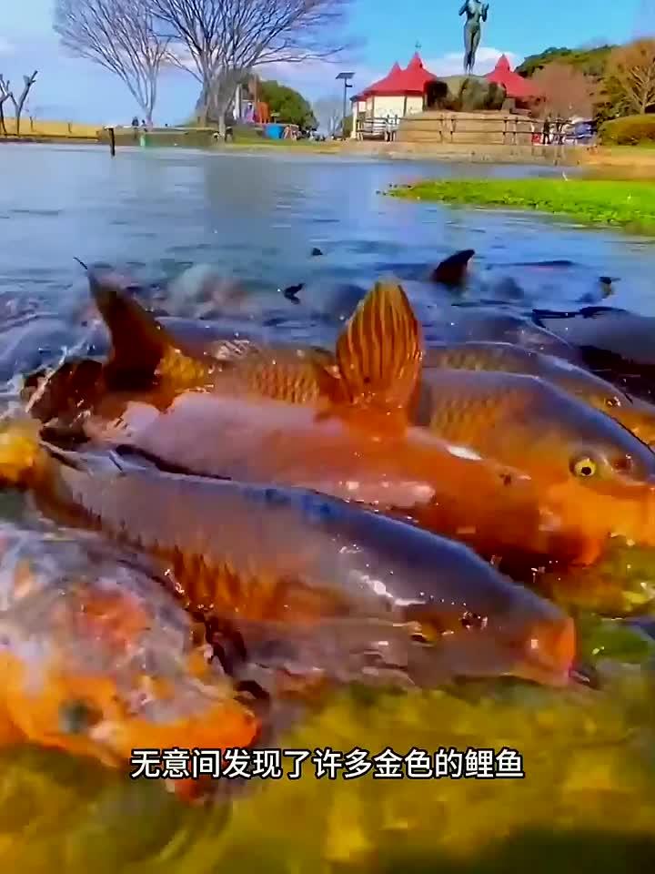 金色的鲤鱼!