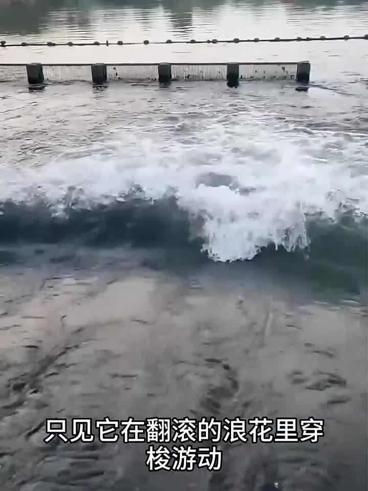 这么厉害的鲤鱼我还是第一次见
