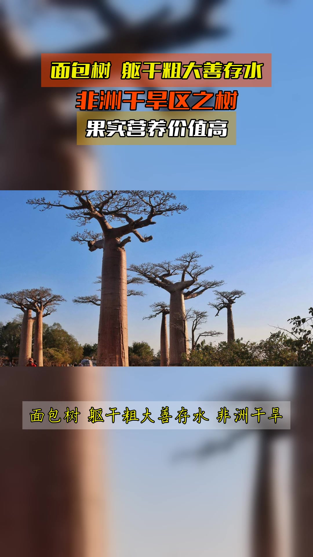 面包树,躯干粗大善存水,非洲干旱区之树,果实营养价值高