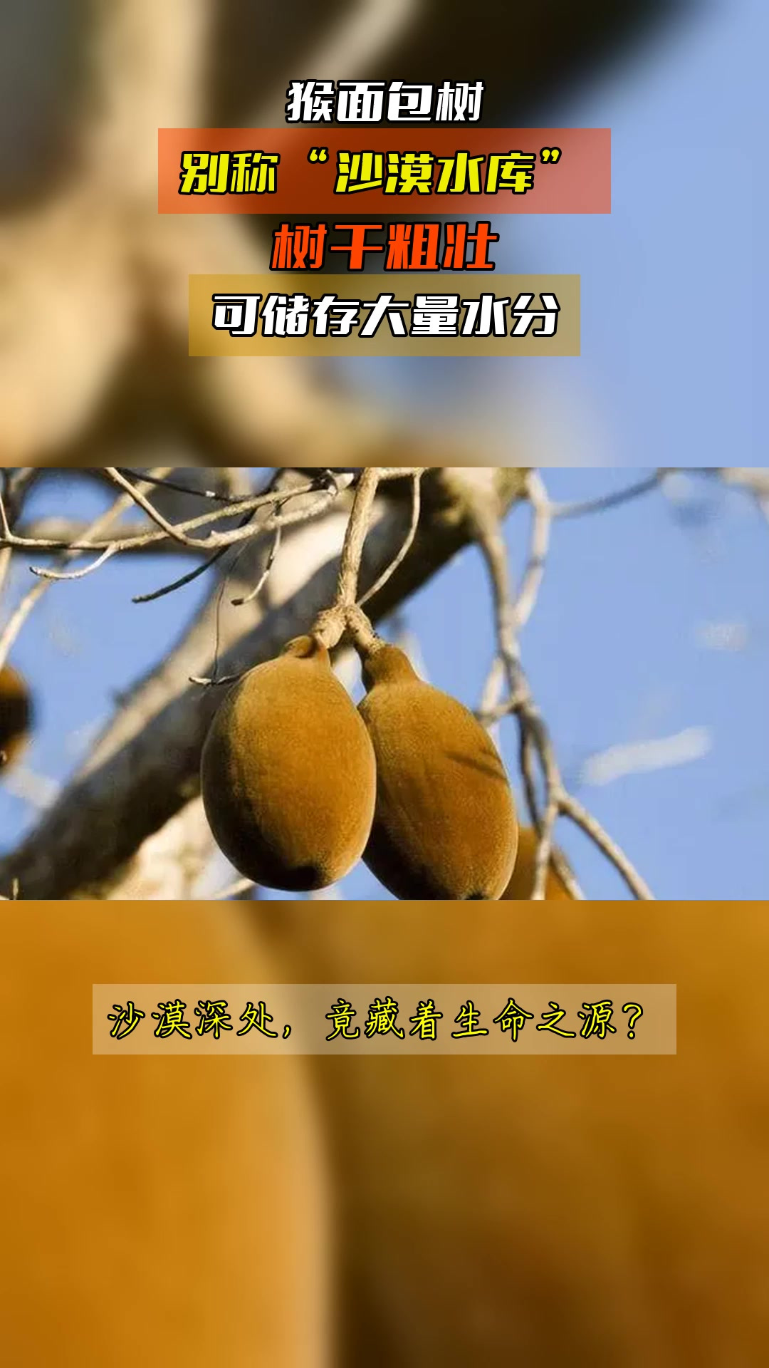 猴面包树,别称“沙漠水库”,树干粗壮,可储存大量水分