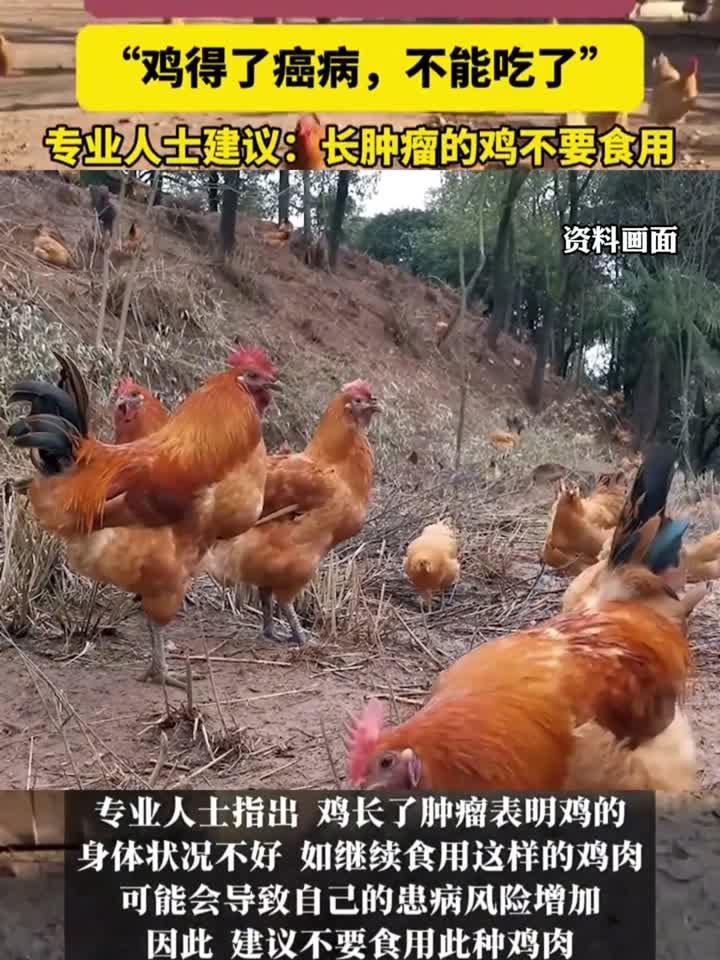 奶奶杀鸡发现鸡内脏长满肿瘤,专家紧急提醒:这种鸡千万别吃!