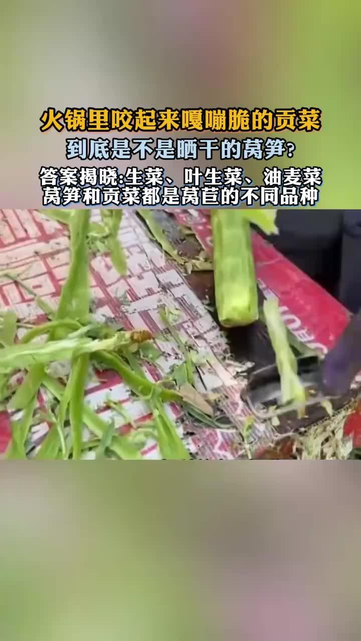 火锅里咬起来嘎嘣脆的贡菜，到底是不是晒干的莴笋？