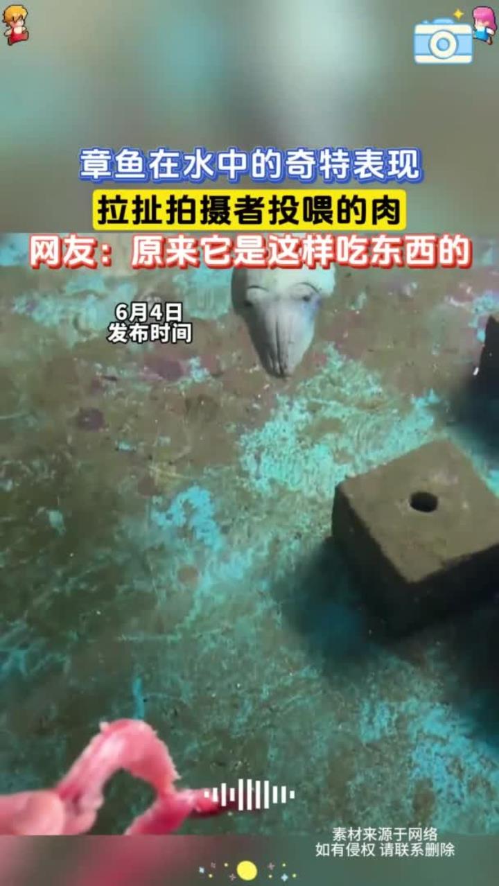 章鱼在水中的奇特表现,拉扯拍摄者投喂的肉,网友:原来它是这样吃东西的