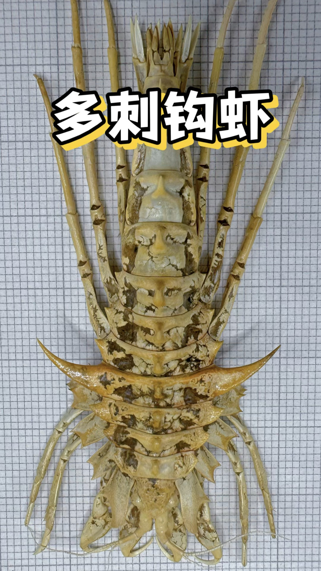 多刺钩虾#多刺钩虾#虾#动物科普#奇妙动物#海外知新