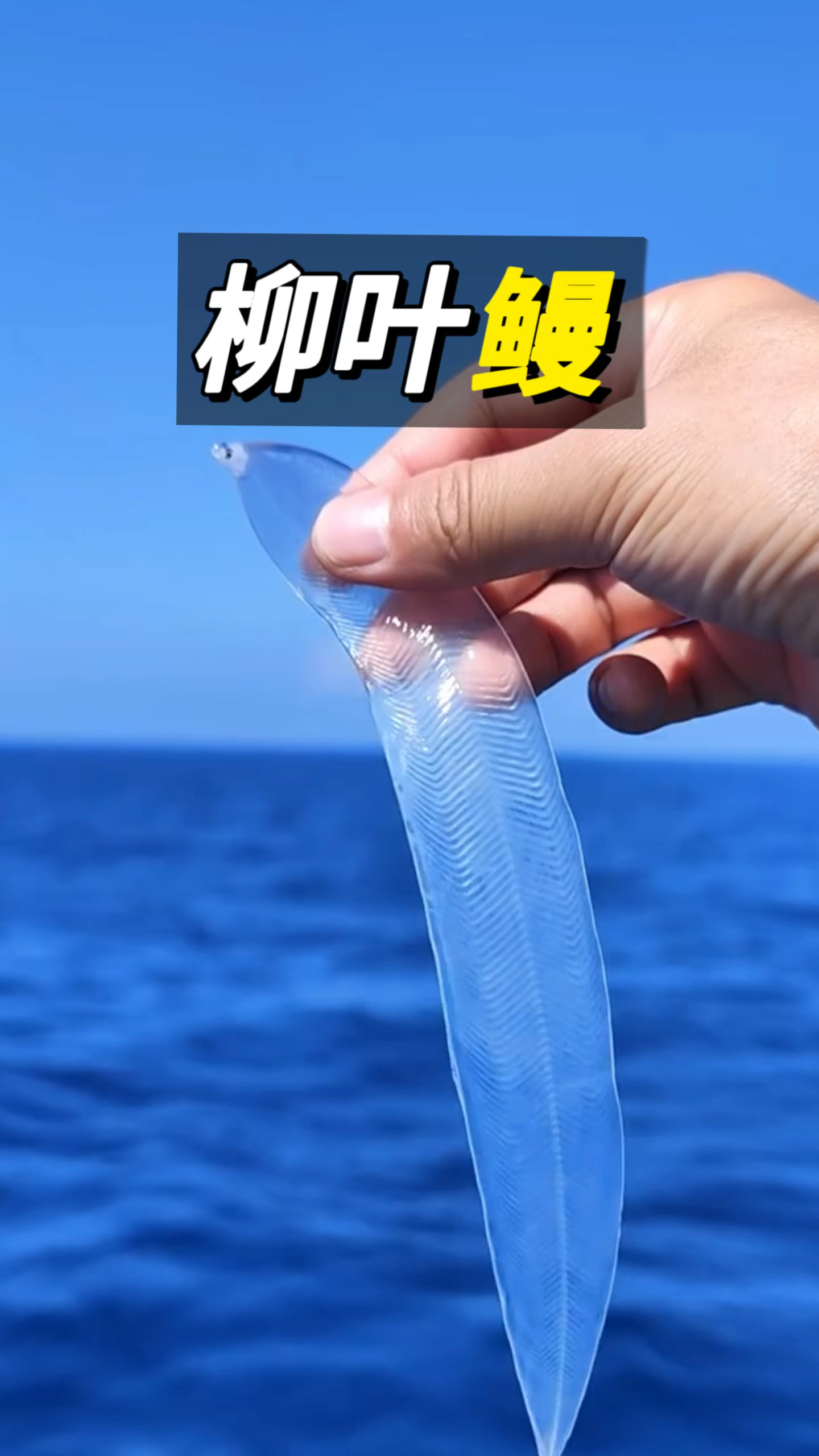 柳叶鳗#柳叶鳗#鳗鱼#动物世界#科普#海洋生物