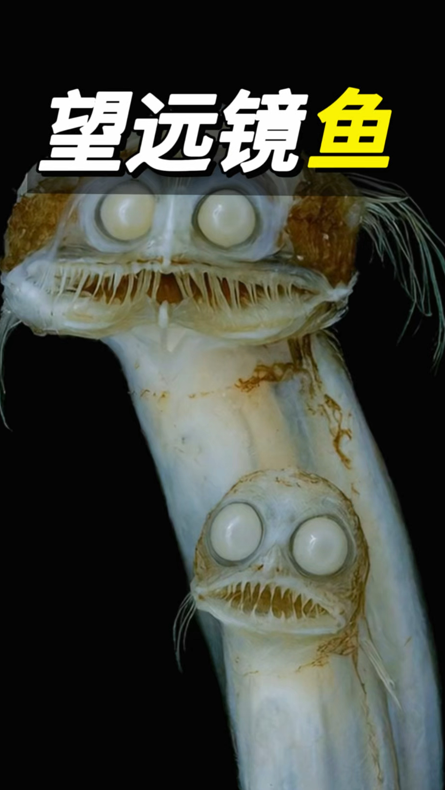 望远镜鱼#望远镜鱼#深海#深海鱼#鱼#科普