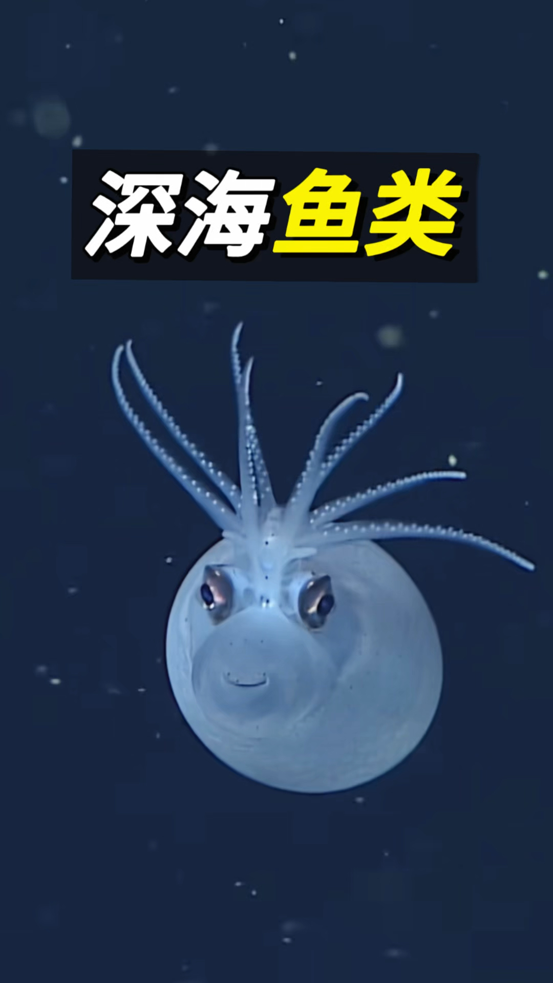 奇奇怪怪的深海鱼#科普#海洋生物#深海鱼#深海#海外知新