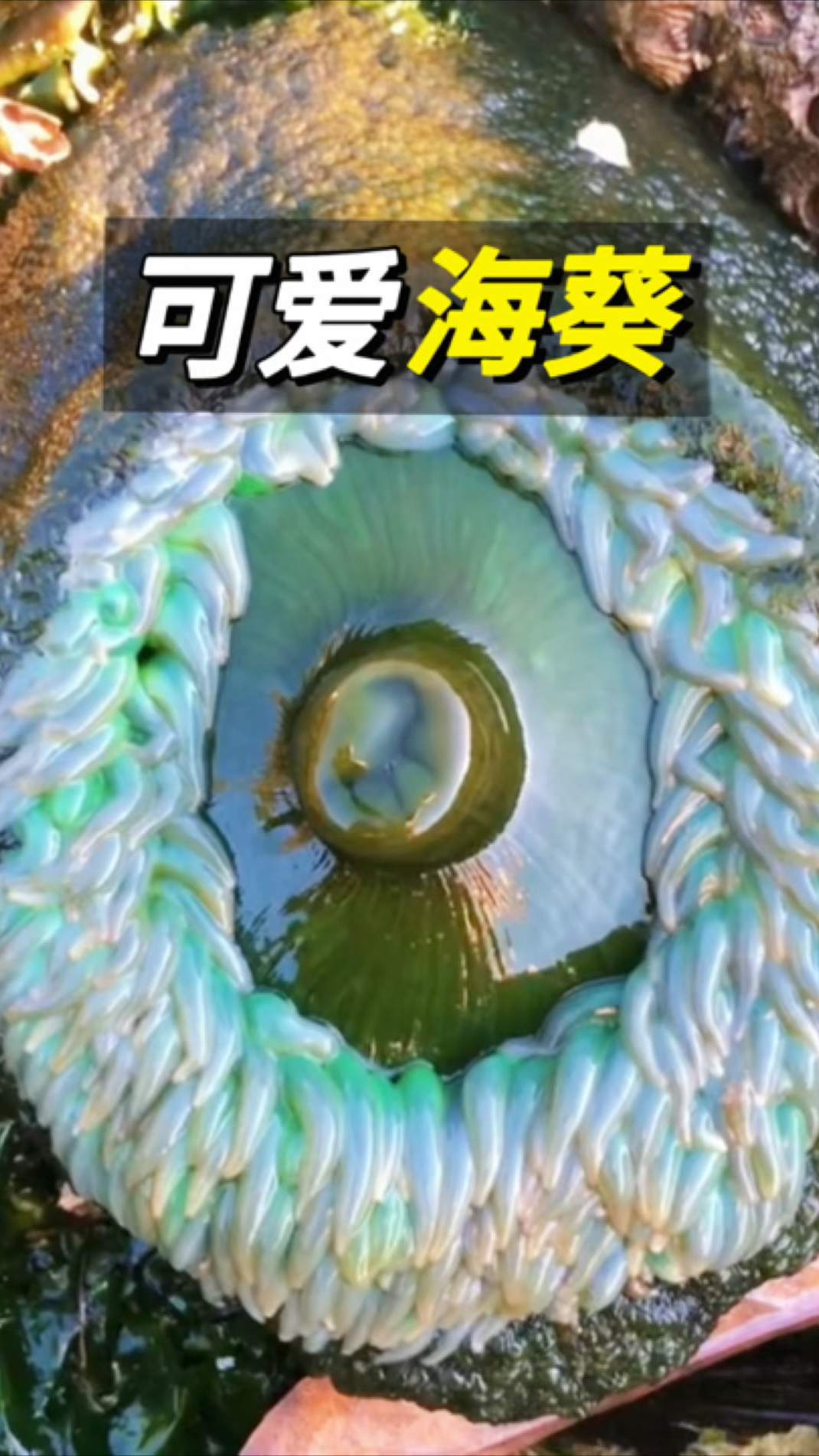 可爱绿海葵#海葵#海洋生物#科普#奇妙的动物#海鲜