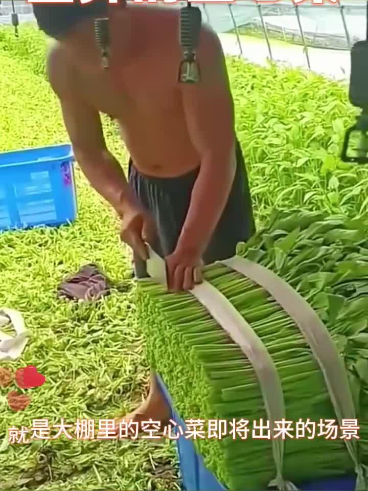 整齐的空心菜,农民真是不容易