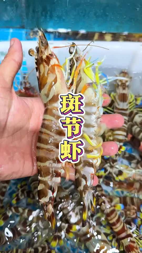 野生斑节虾肉质紧实，口感鲜甜，简直太爱啦