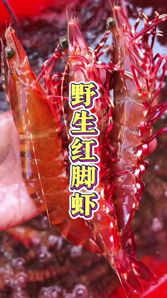 野生红脚虾,肉质鲜甜,无论是清蒸还是油燜,口感都非常美味